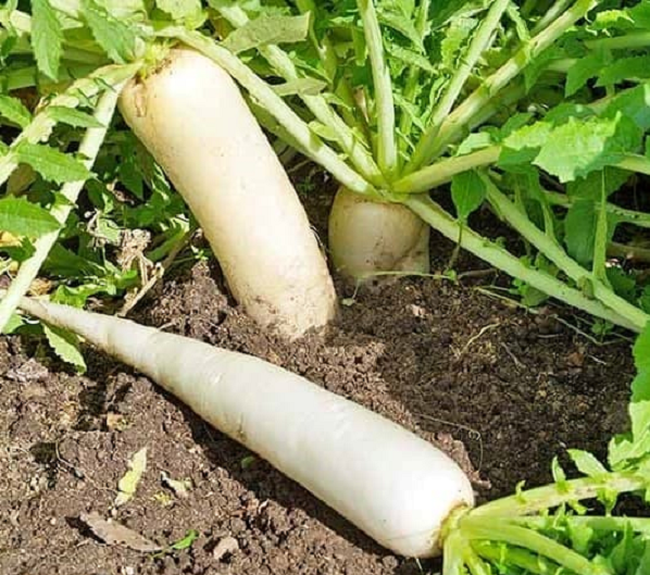 Loại củ xưa có đầy làm thức ăn cho gia súc, nay phơi khô thành đặc sản nổi tiếng giá tới 150.000 đồng/kg