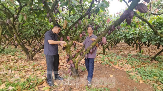 Ca cao khan hiếm giữa ‘cơn sốt’ giá kỷ lục ảnh 4