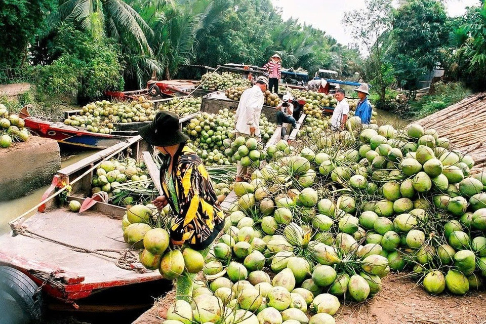 dua tuoi