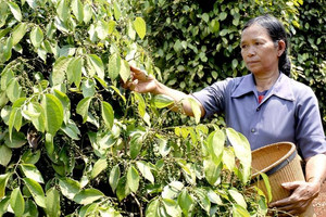 Giá tiêu đầu vụ gần 90.000 đồng/kg, nông dân vẫn "méo mặt"