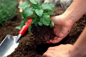 Giá phân bón đạt mức cao nhất 50 năm