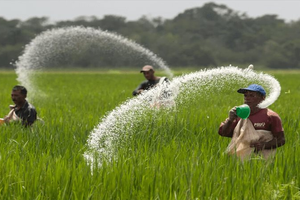 Tại sao giá phân bón toàn cầu "hết nóng"?