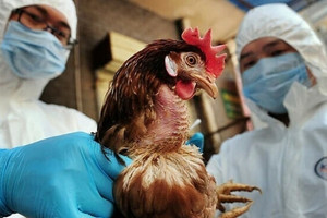 Cúm A/H5N1 có thể gây chết người, Bộ NN&PTNT yêu cầu "khóa chặt" vận chuyển trái phép qua biên giới