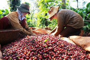 Ngành cà phê cần sẵn sàng trước quy định mới của EU