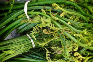 Loại cây dại được mệnh danh 'vua các loại rau', thuốc bổ cho nhiều người