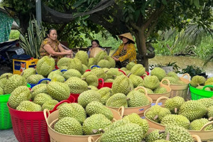 Là quà biếu Tết đắt hàng ở Trung Quốc, giá sầu riêng Việt có quả vọt lên 1 triệu