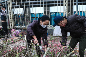 Nhiều người xin cành đào chiều 30 Tết, tiểu thương quyết chặt bỏ cho lên xe rác