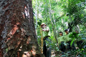 Chuyên gia: Cần quy hoạch tín chỉ carbon như dạng tài nguyên cần bảo vệ