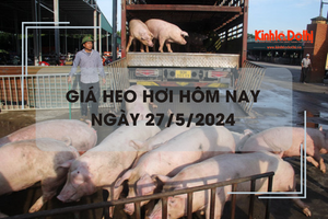 Giá heo hơi hôm nay 27/5/2024: ghi nhận tăng 1.000 - 2.000 đồng/kg ngày đầu tuần