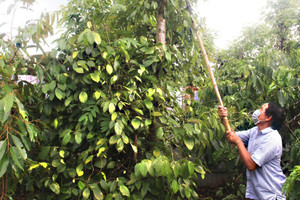 Giá tiêu hôm nay 11/6: tiêu Indonesia và Brazil tăng sốc, trong nước vượt 170.000 đồng/kg