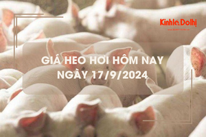 Giá heo hơi hôm nay 17/9: tăng nhẹ 1.000 đồng/kg tại miền Bắc và miền Nam