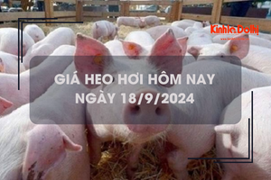 Giá heo hơi hôm nay 18/9: tăng nhẹ 1.000 - 2.000 đồng/kg trên cả 3 miền