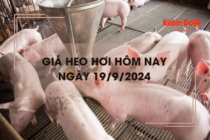 Giá heo hơi hôm nay 19/9: tăng 1.000 đồng/kg trên cả ba miền