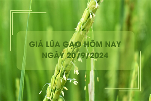 Giá lúa gạo hôm nay 20/9: giá gạo giảm mạnh, giá lúa tăng nhẹ