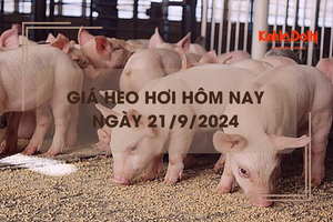 Giá heo hơi hôm nay 21/9: tăng rải rác 1.000 đồng/kg