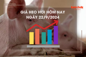 Giá heo hơi hôm nay 22/9: dao động trong khoảng 63.000 - 70.000 đồng/kg