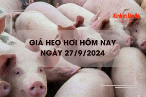 Giá heo hơi hôm nay 27/9: tại Quảng Bình tăng nhẹ 1.000 đồng/kg