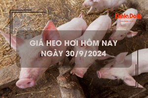 Giá heo hơi hôm nay 30/9: tiếp tục giảm nhẹ 1.000 đồng/kg