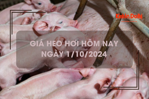 Giá heo hơi hôm nay 1/10: tiếp đà giảm 1.000 - 2.000 đồng/kg