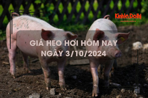 Giá heo hơi hôm nay 3/10: miền Bắc tăng nhẹ trở lại