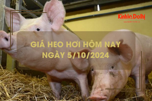 Giá heo hơi hôm nay 5/10: cao nhất 69.000 đồng /kg