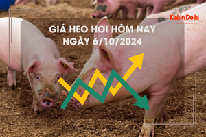 Giá heo hơi hôm nay 6/10: Hà Nội cao nhất cả nước 69.000 đồng/kg