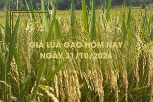 Giá lúa gạo hôm nay 31/10: gạo xuất khẩu giảm