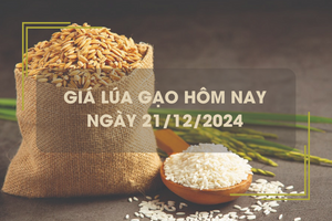 Giá lúa gạo hôm nay 21/12: giá gạo giảm mạnh 400 đồng/kg