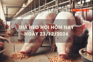 Giá heo hơi hôm nay 23/12: tăng 1.000 đồng/kg ngày đầu tuần