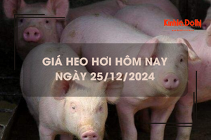 Giá heo hơi hôm nay 25/12: miền Trung và Nam tăng nhẹ 1.000 đồng/kg