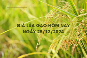 Giá lúa gạo hôm nay 24/12: giá gạo giảm nhẹ