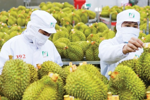 ‘Vua trái cây’ của Việt Nam được lòng người dân Trung Quốc: Nông dân bội thu, chia nhau hàng chục nghìn tỷ