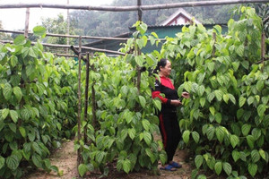 'Đếm lá ra tiền triệu', làng nghề truyền thống bội thu dịp Tết