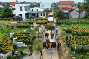 Thương lái vét sạch vườn, làng hoa cúc lớn nhất miền Trung 'ăn Tết' sớm