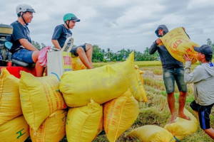 'Hạt ngọc Việt' lao dốc, xu hướng nhất thời hay dấu hiệu đáng lo?