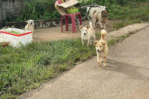 Người đàn ông bị dại, tử vong sau 2 năm bị chó cắn