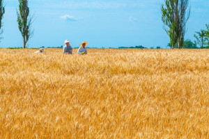 Nông sản Ukraine 'làm loạn' Đông Âu