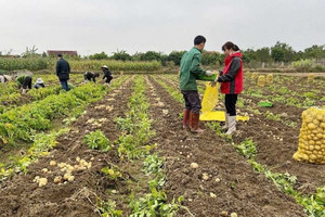 Trồng loại củ 'làm chơi ăn thật' lúc nông nhàn, bà con một huyện miền núi của Quảng Ninh bội thu 500 tấn