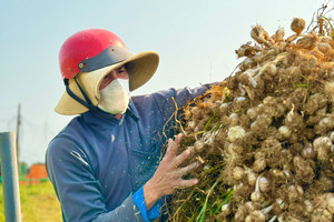 Tỏi Lý Sơn được mùa, nông dân chưa kịp vui đã méo mặt