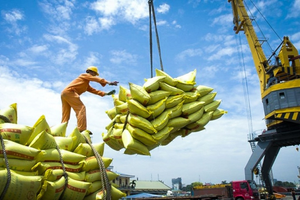 Ấn Độ 'giáng đòn' mạnh vào xuất khẩu gạo Việt Nam, doanh nghiệp tìm cách ứng phó