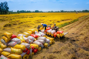 Sau 'cú giáng mạnh' từ Ấn Độ, doanh nghiệp gạo Việt Nam gặp thêm áp lực khi đối tác hàng đầu nâng 'rào cản'