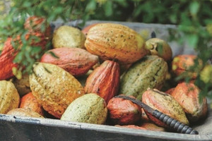 260.000 đồng/kg hạt cacao khô, nông dân Tây Nguyên chớp cơ hội 'vàng'