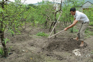 Trồng loại cây quen thuộc giúp người dân tại một thôn ở Thanh Hoá có thu nhập gấp 10 lần trồng lúa