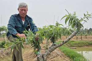 Nông dân Thanh Hóa nhanh nhạy khi bỏ lúa chuyển sang trồng loại cây có trong mỗi nhà dịp Tết: Cả làng ‘phất lên như diều gặp gió’