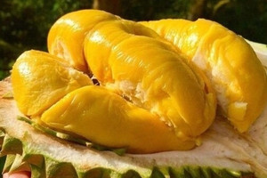 Sầu riêng Việt tìm được 'người đóng thế' giữa lúc bị Trung Quốc làm khó