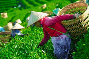 Việt Nam có hơn 122.000ha 'vàng xanh' nhưng lợi nhuận nhỏ giọt