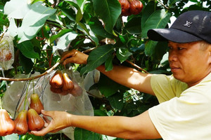 Anh nông dân miền Tây trồng mận hồng trái siêu to, ăn giòn, ngọt kiếm bộn tiền