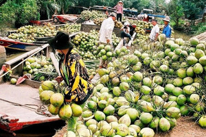Loại quả Việt Nam có 2 triệu tấn, khách Mỹ và Trung Quốc tranh mua để giải nhiệt