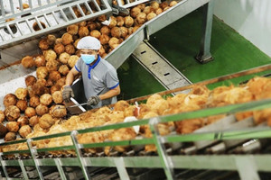 'Giá dừa tăng nhanh như giá vàng': Nguồn cung sụt giảm, xuất khẩu Việt bứt phá