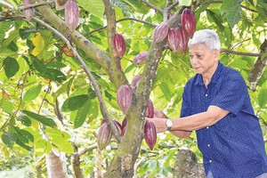Nông dân miền Tây phất lên trông thấy nhờ trồng xen loại cây này trong vườn dừa: Chăm sóc dễ, kiếm được 5 triệu đồng/tuần